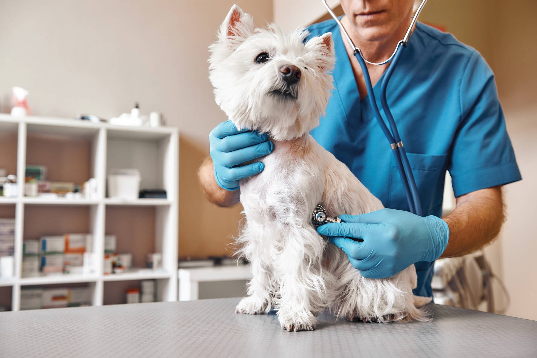 mixed animal practice and small animal clinic