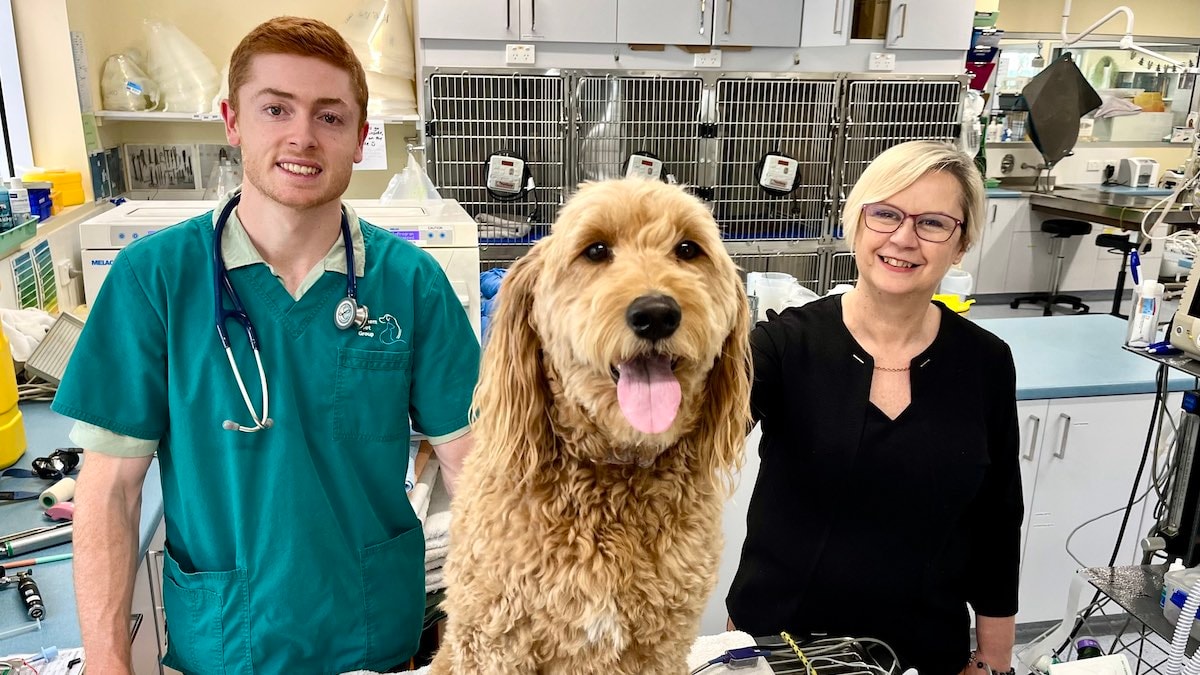 veterinary hospital existing practice