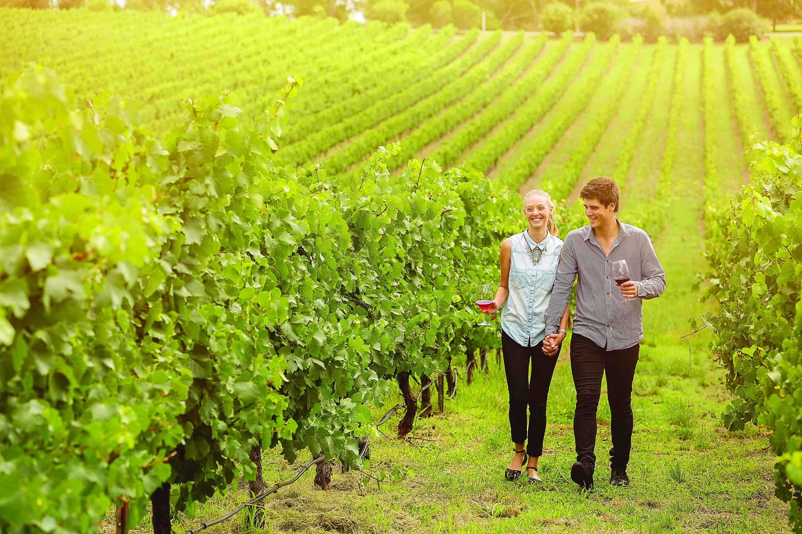 financial partners help vines grow