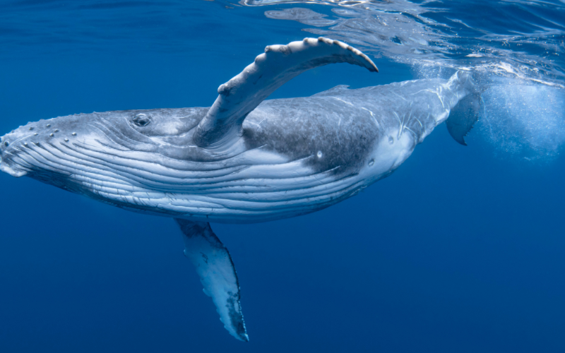 Why WALE is the "Metric That Matters" for Your Commercial Portfolio in 2026