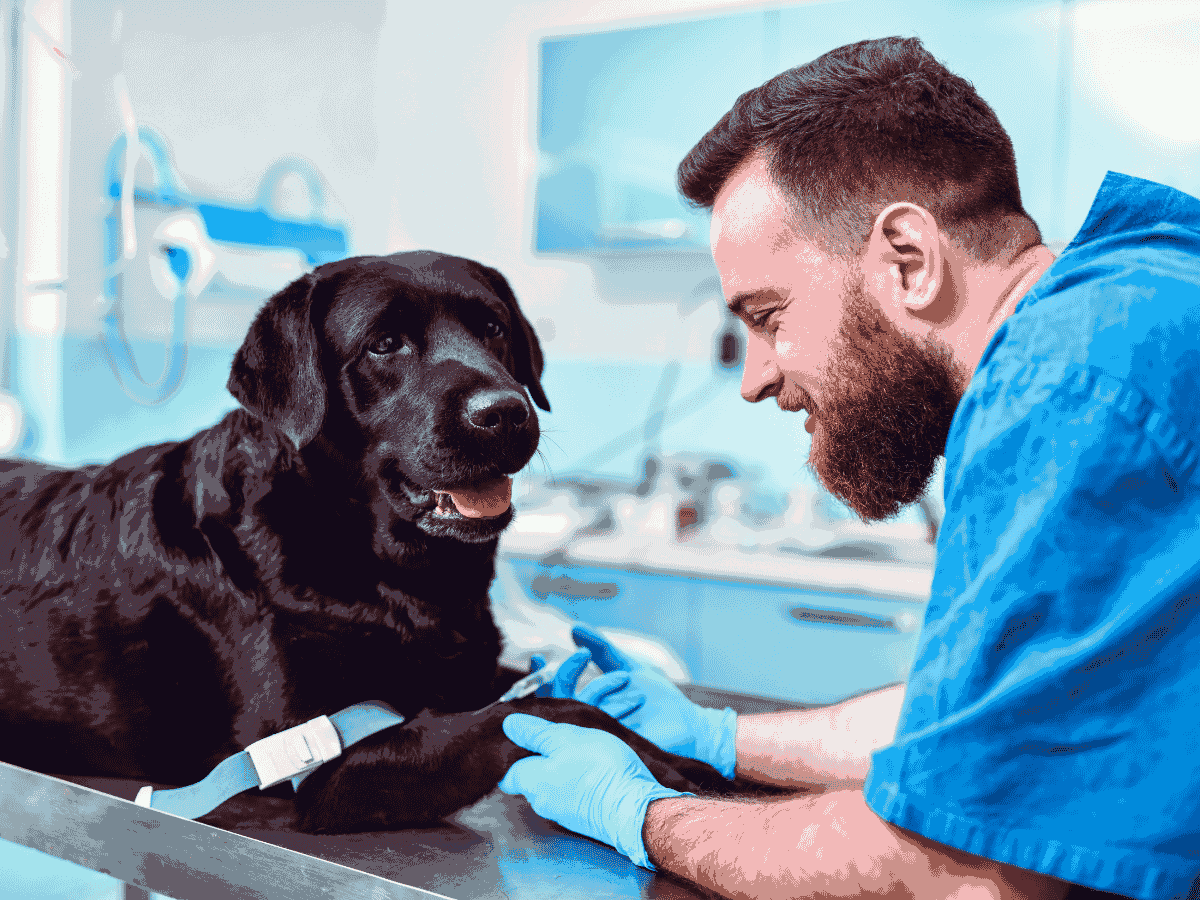 Australian veterinary clinic examination room with surgical preparation area and imaging equipment