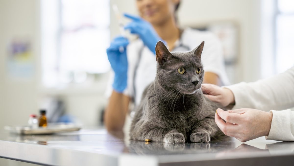 veterinary practices