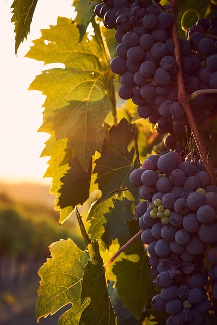 biodynamic wines for wine makers and existing vines