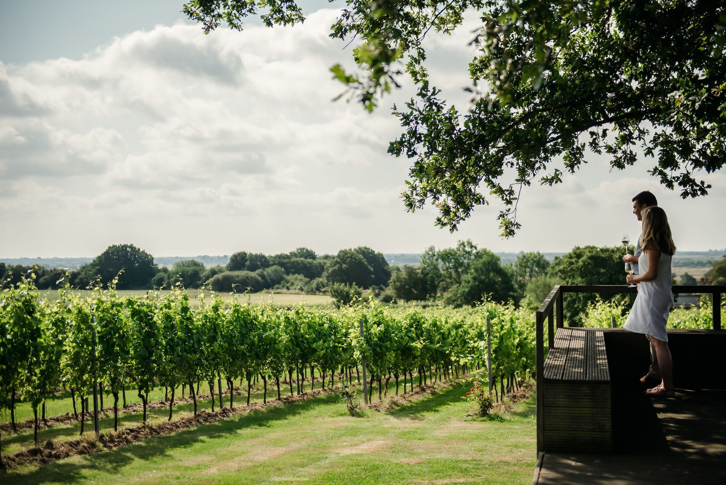 plant base preparations of own wines