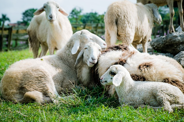 sheep sale for successful farm