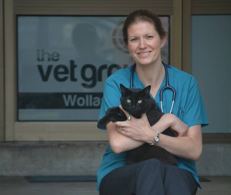 mainly small animal care