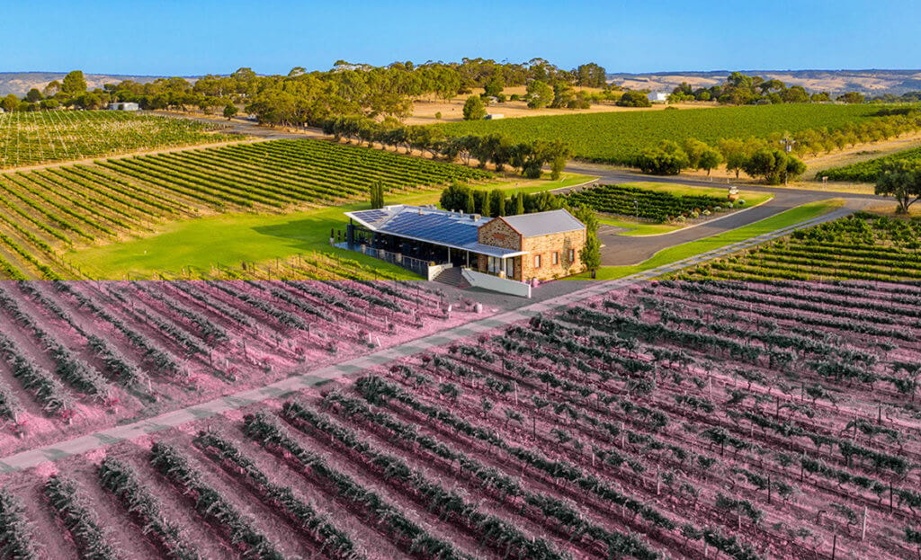 property news of other grape growers